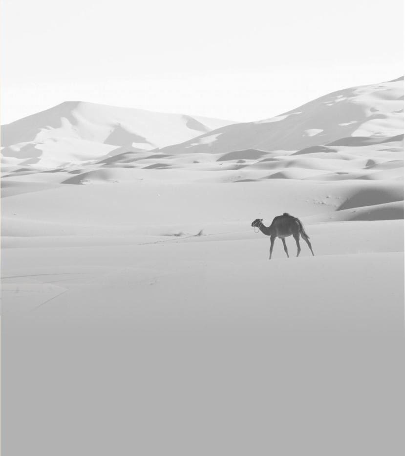 camel in the desert