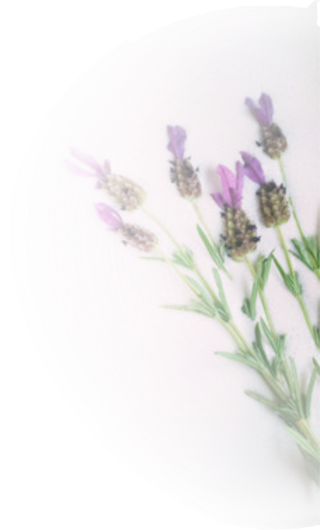 lavender camel milk soap